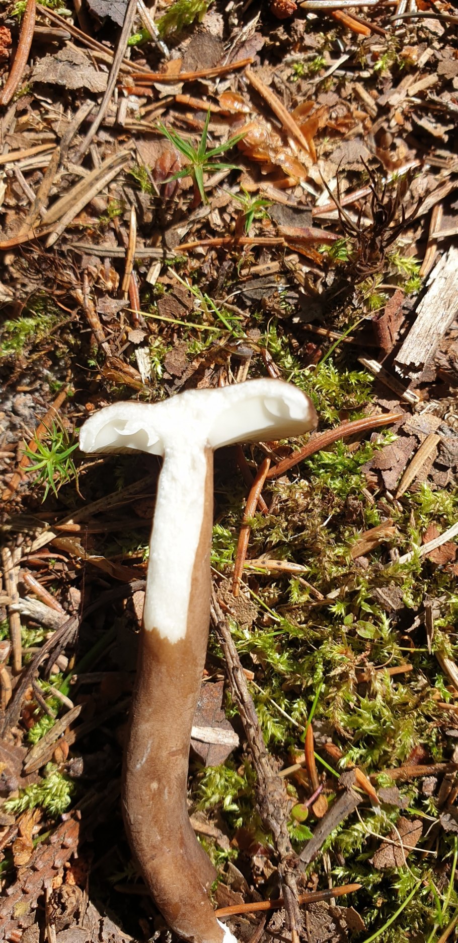 Гриб чешуйчатка клейкая