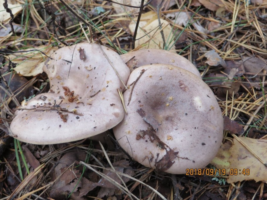 Млечник серо-розовый Lactarius helvus