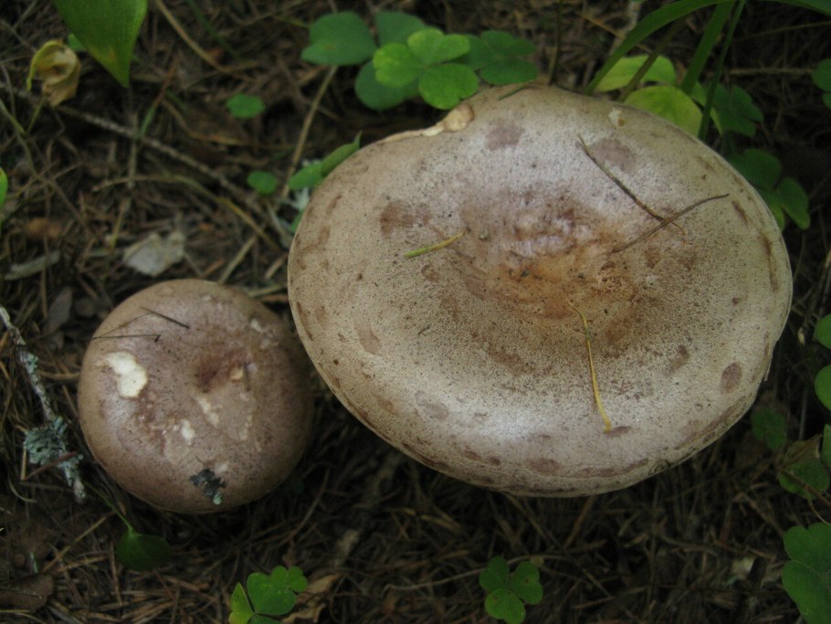 Груздь млечник