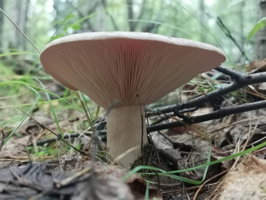 Млечник горькушка