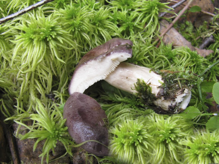 Сморчки грибы Волгодонск