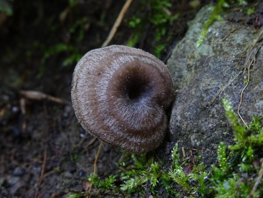 Млечник неедкий оранжевый