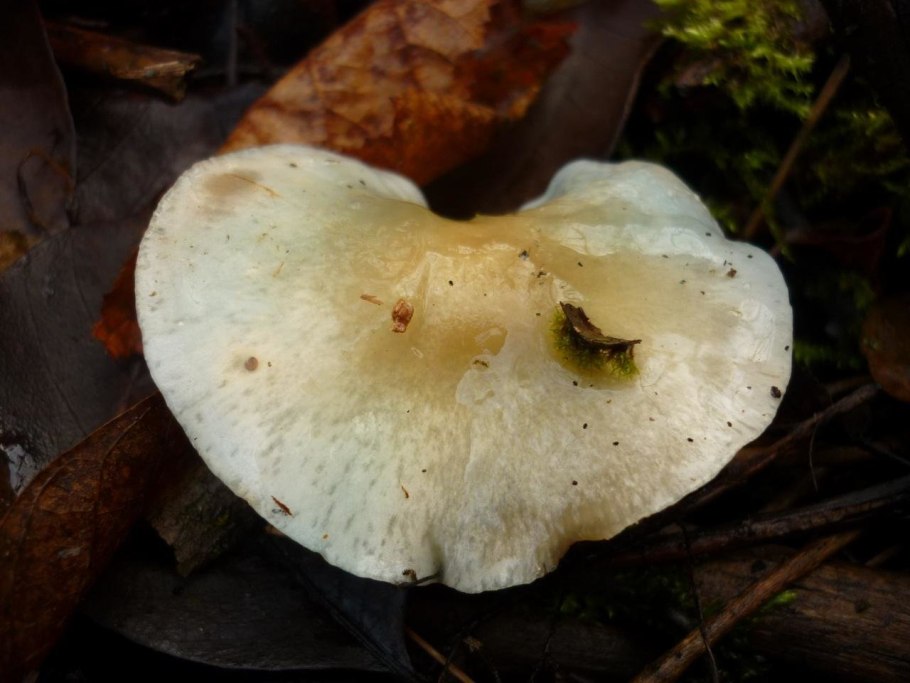 Горькушки серушки