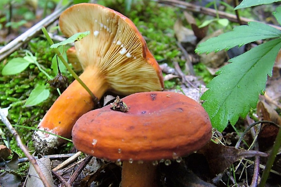 Volvopluteus gloiocephalus