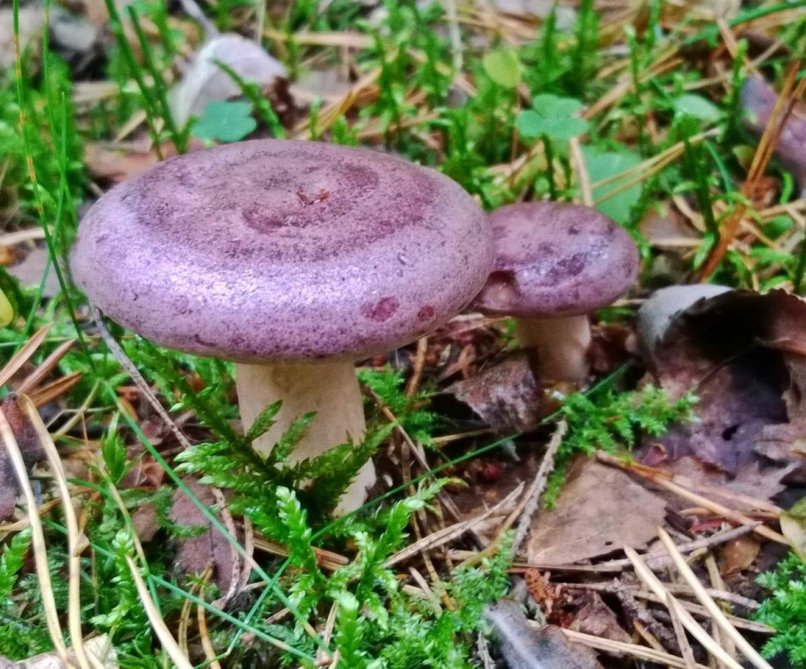 Млечник серо-розовый Lactarius helvus