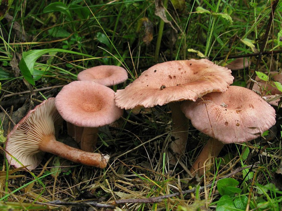 Млечник обыкновенный (Lactarius trivialis)