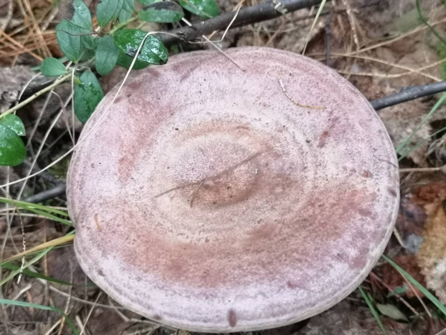 Млечник гриб гладыш