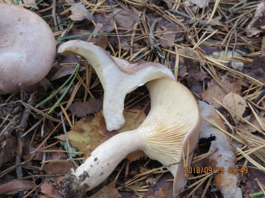 Подмолочник молочай