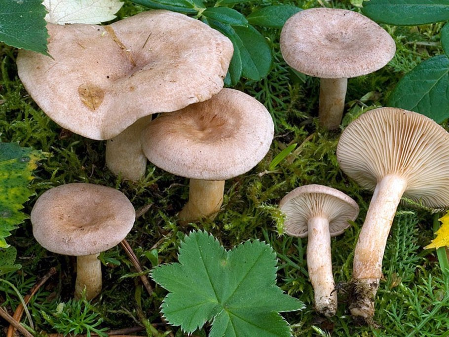 Млечник гриб Гладыш