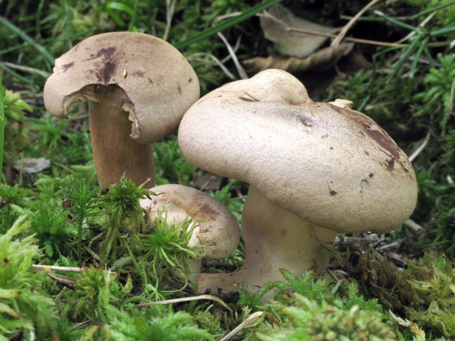 Млечник обыкновенный Гладыш