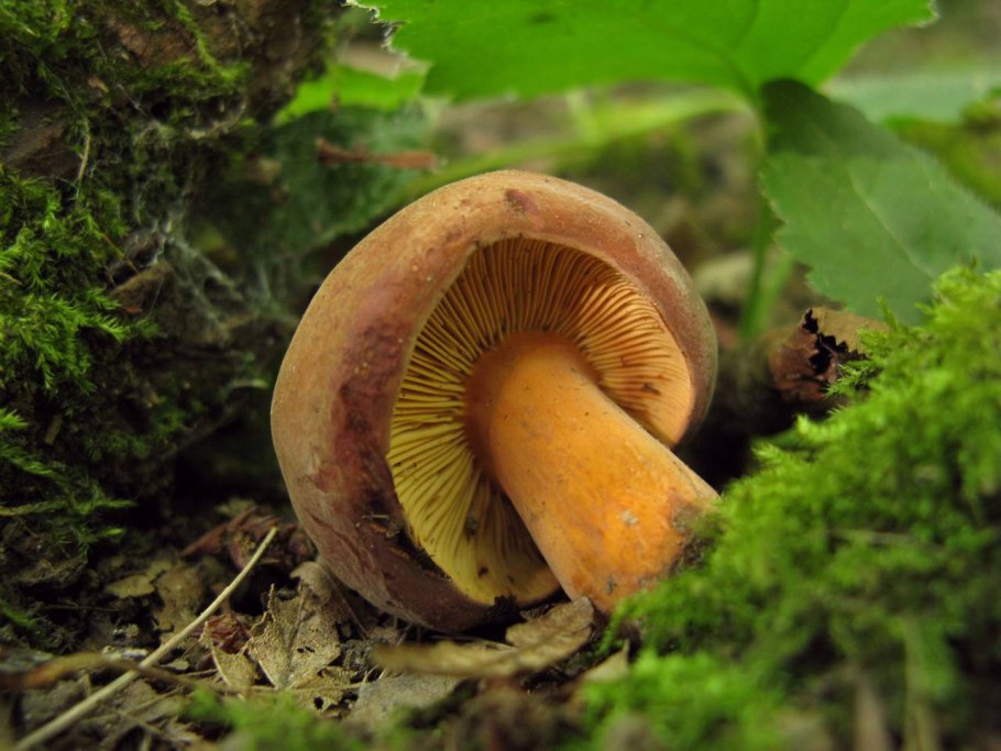 Поддубник свинушка