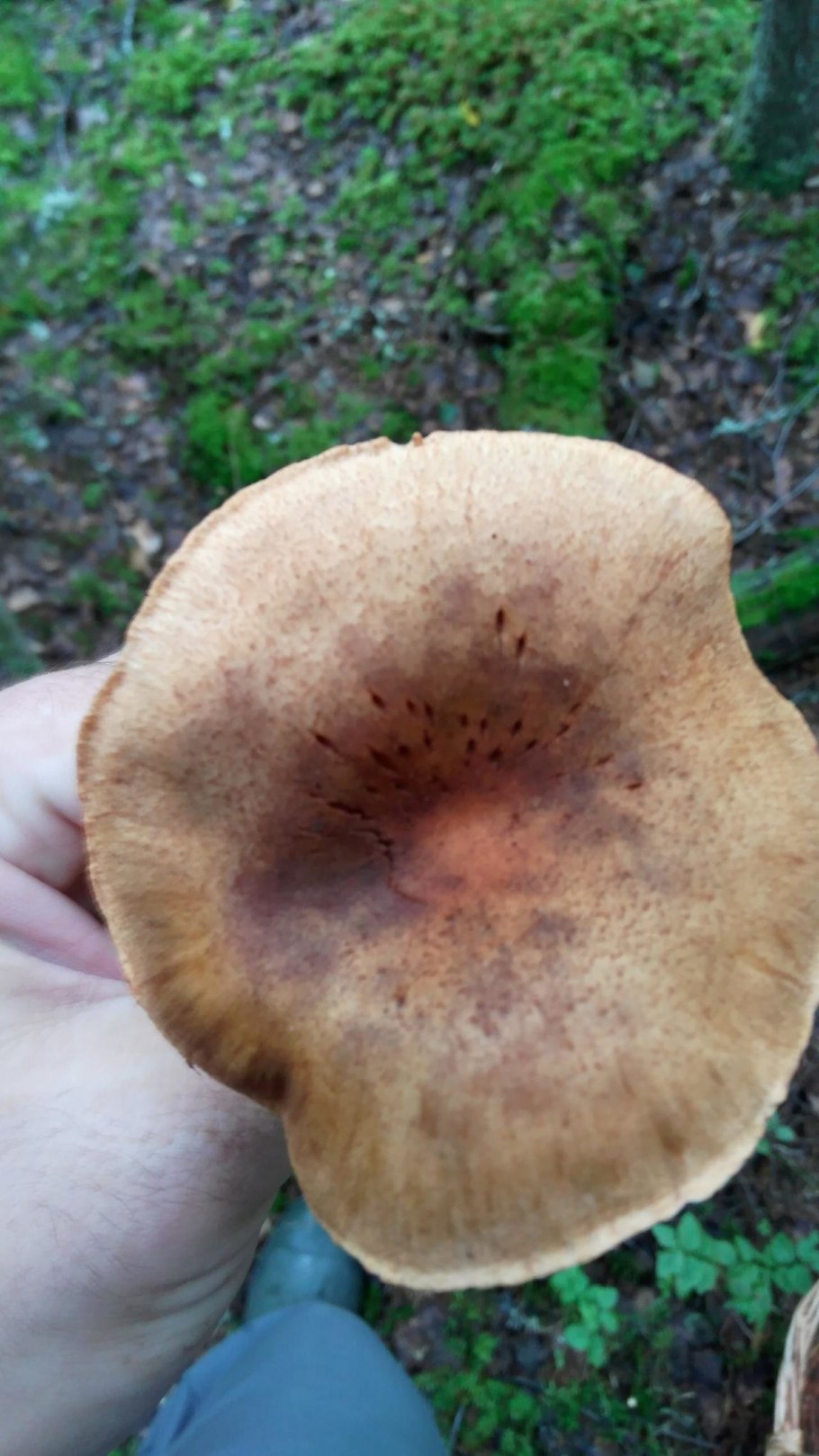 Свинушка бурый гриб