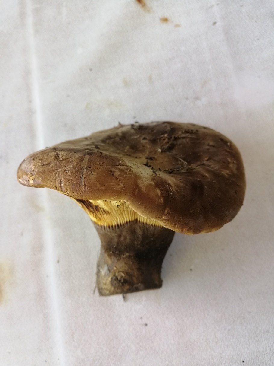 Гриб свинушка поддубник