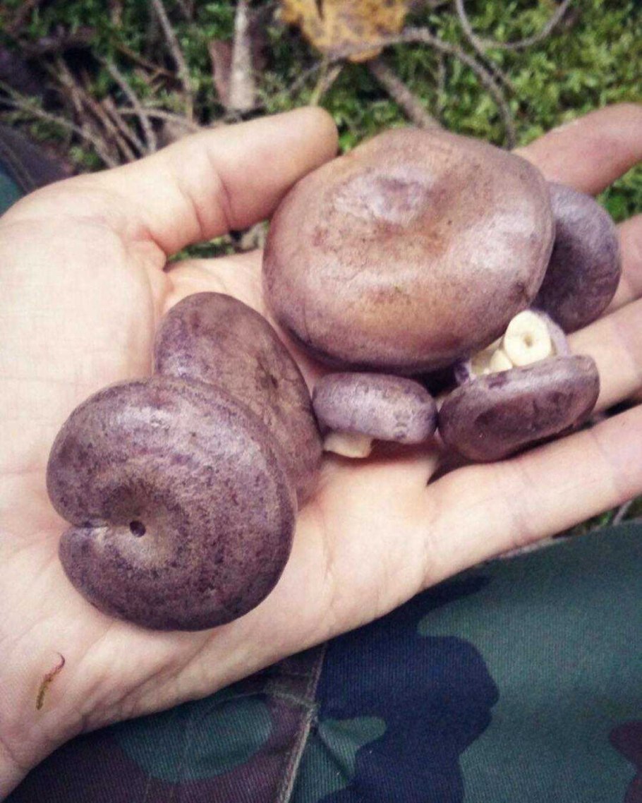 Гриб Пилолистник бокаловидный