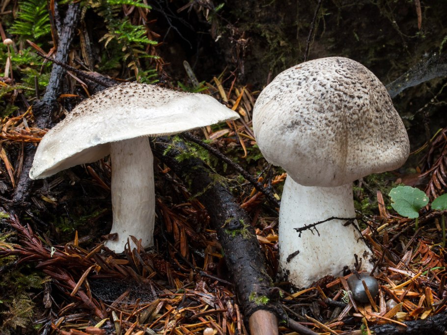 Tricholoma pardalotum