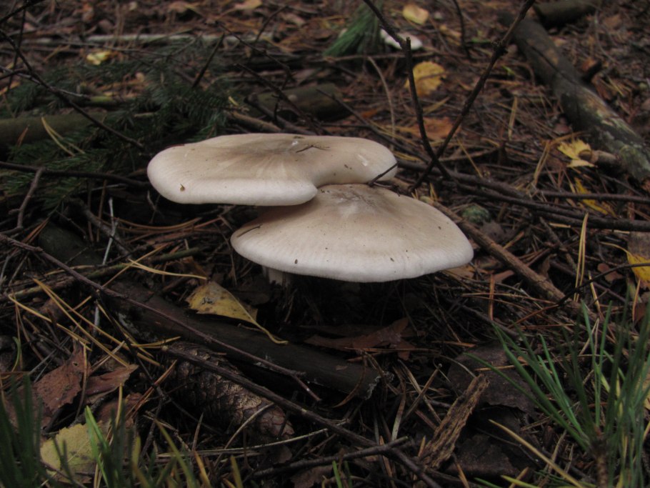 Рядовка Tricholoma albobrunneum