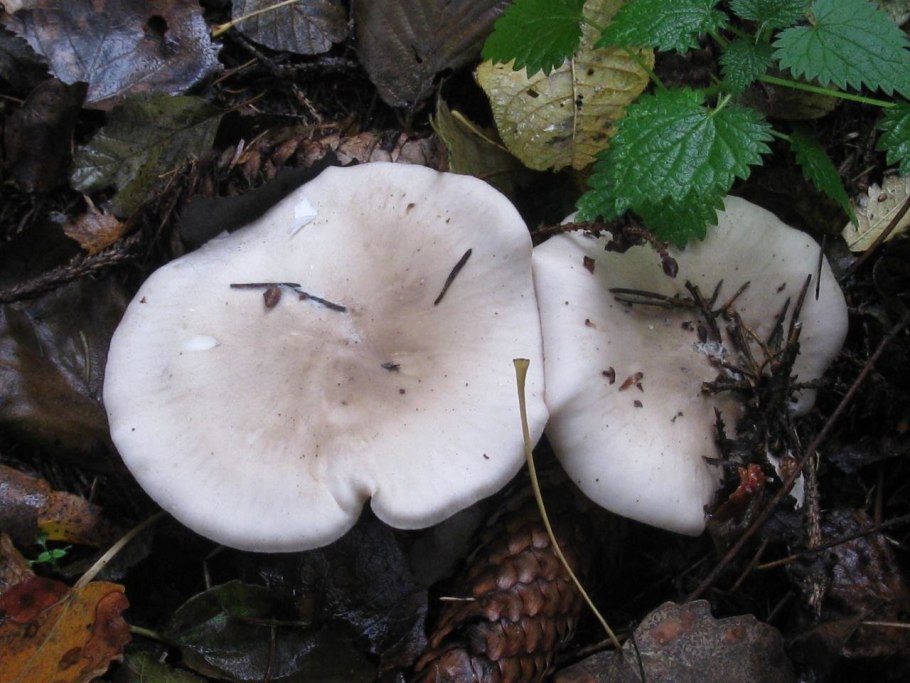 Рядовку землисто-серую (Tricholoma terreum)