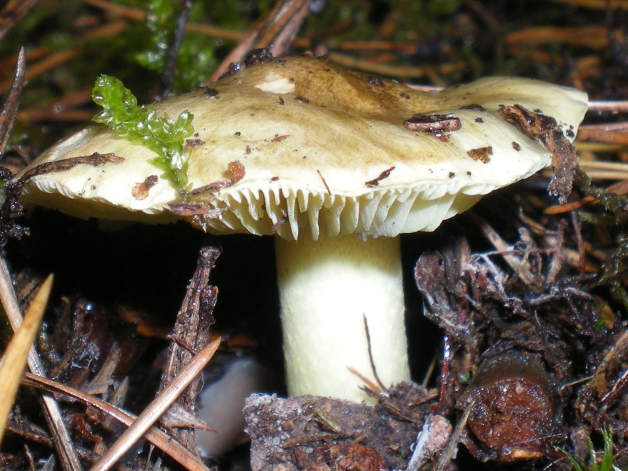 Рядовку землисто-серую (Tricholoma terreum)