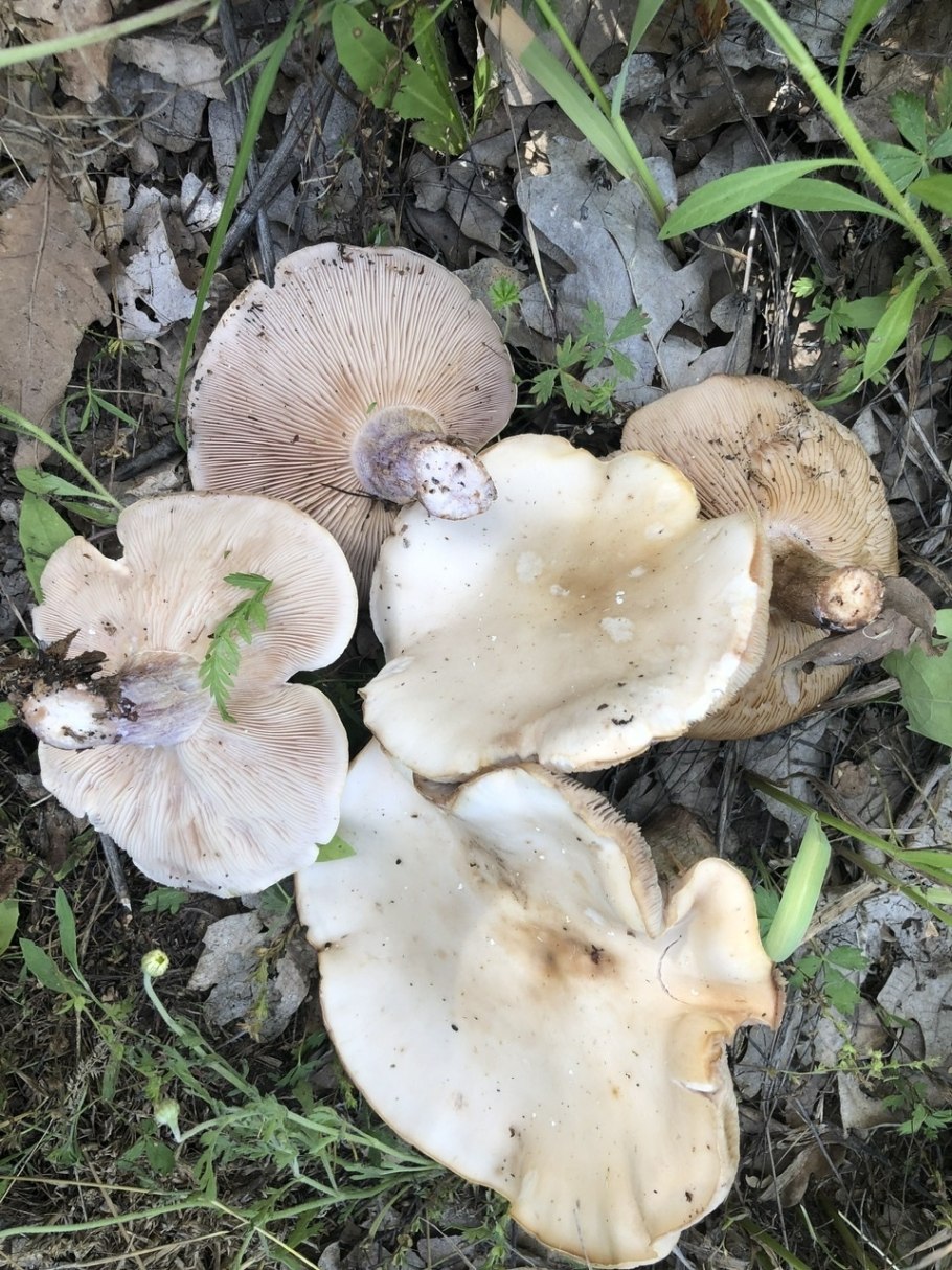 Говорушка листолюбивая (Clitocybe