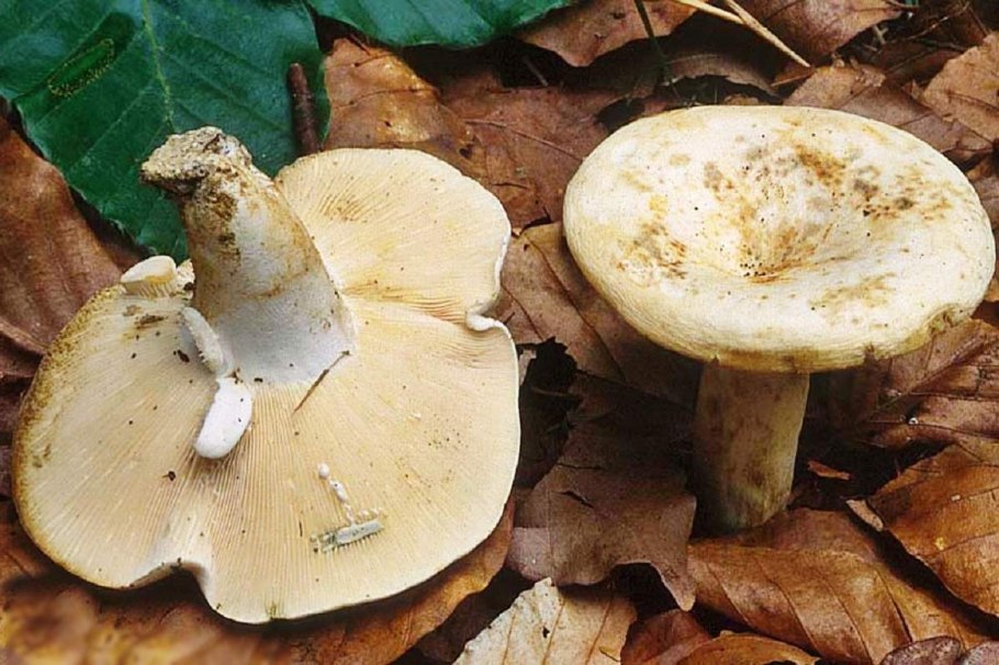 Lactarius pergamenus