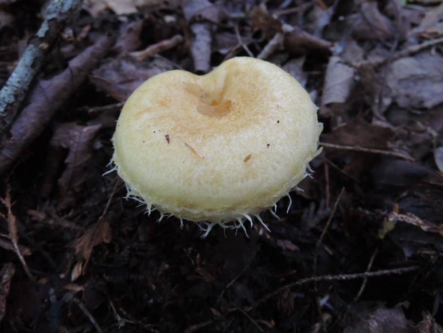 Lactarius resimus (АК.) АК.