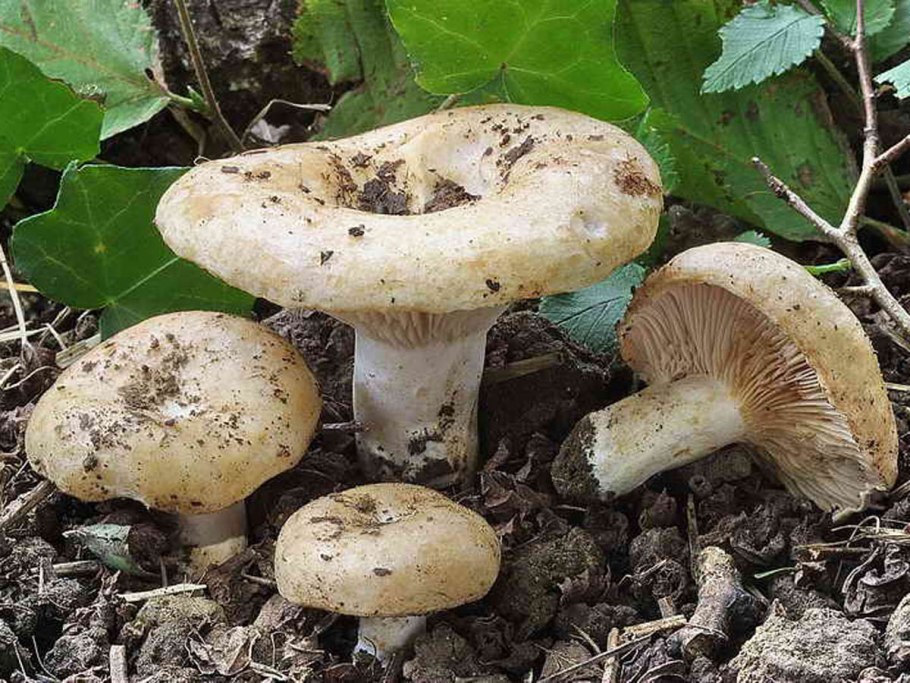 Белый груздь млечник