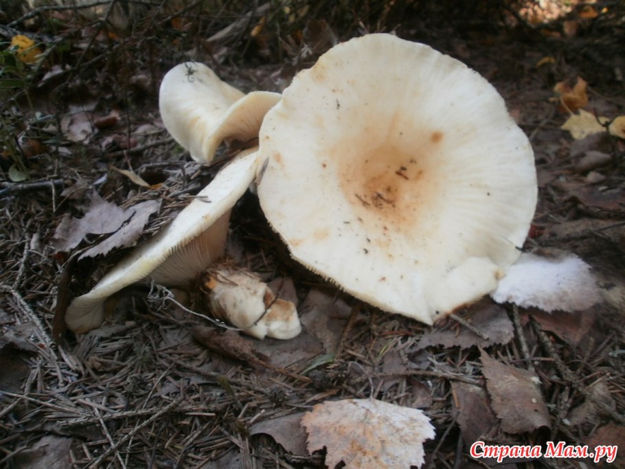 Съедобные грибы Башкирии грузди