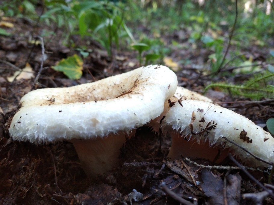 Белый груздь бахромчатый