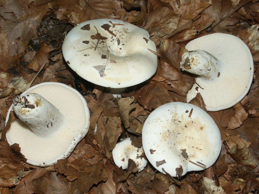 Груздь перечный (Lactarius piperatus)
