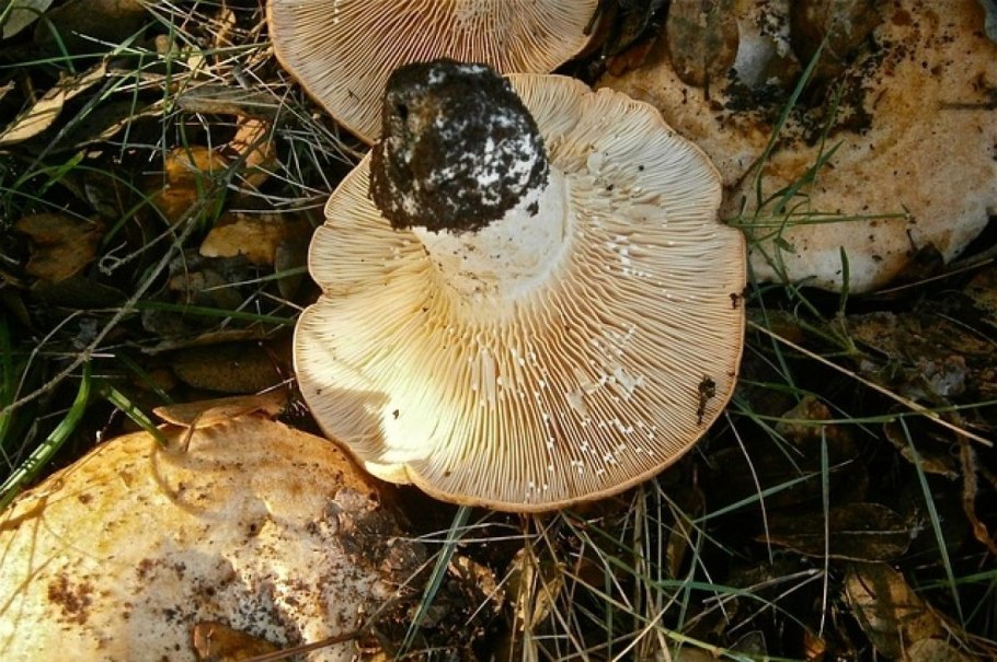 Грузди Черноземья