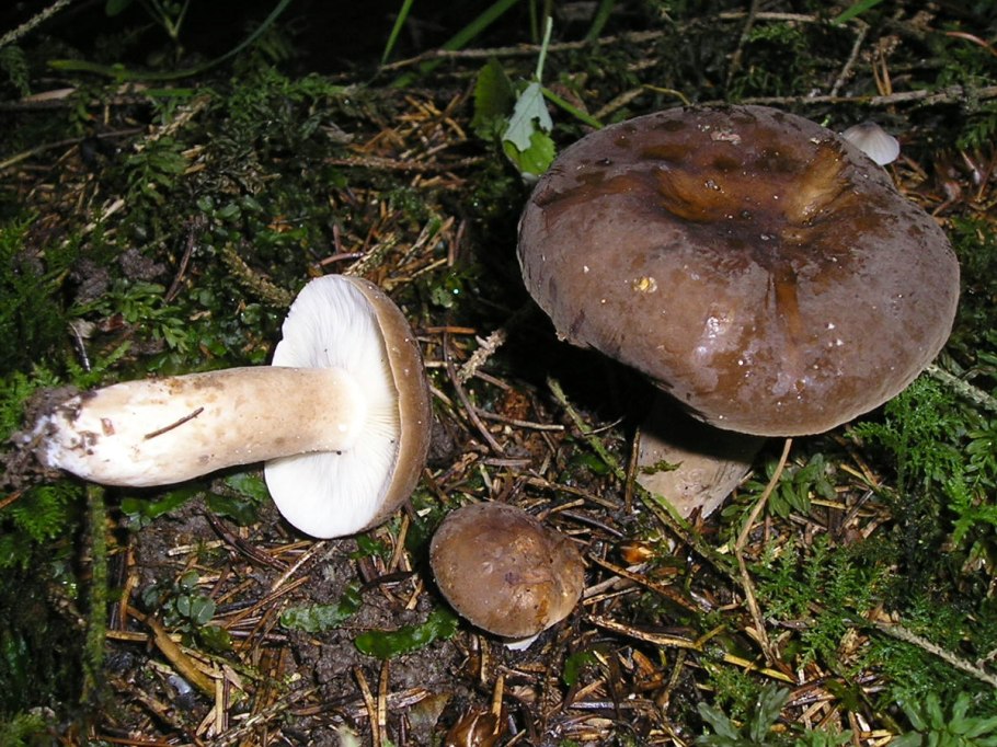 Млечник гриб черный