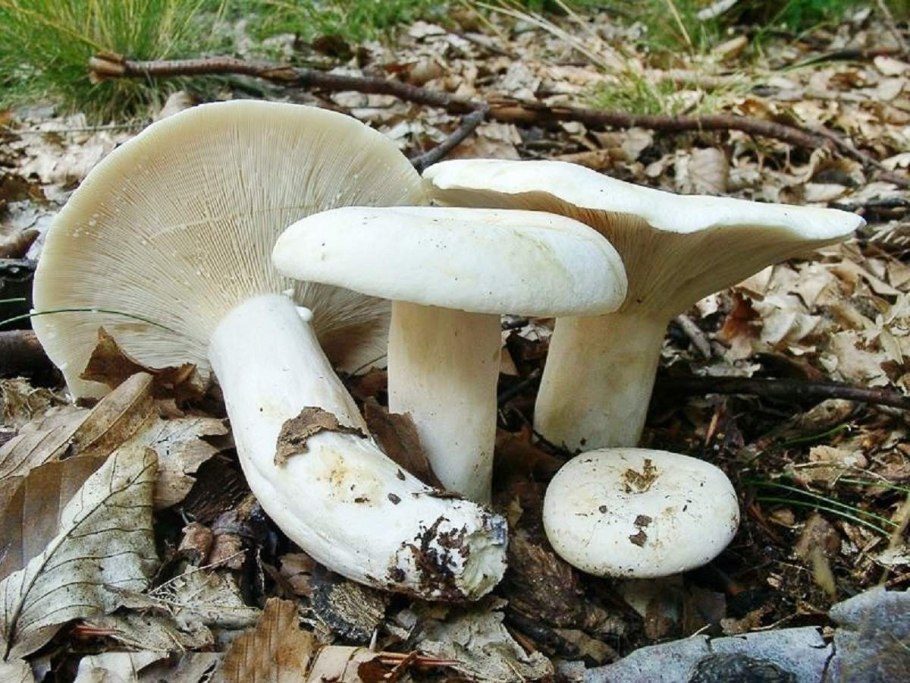 Правский груздь