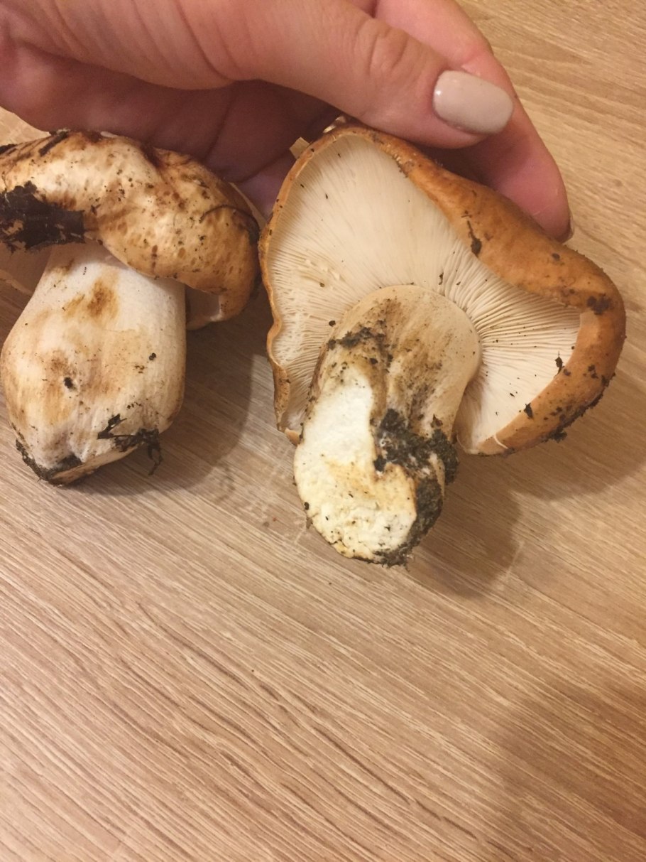 Рядовка Тополевая Tricholoma populinum