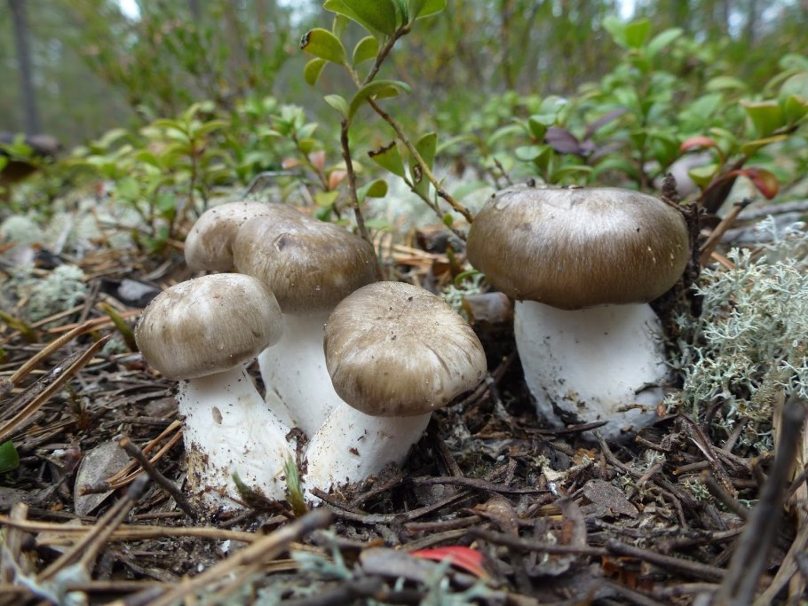 Паутинник лиловый