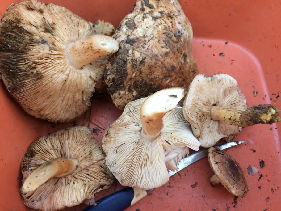 Tricholoma populinum гриб