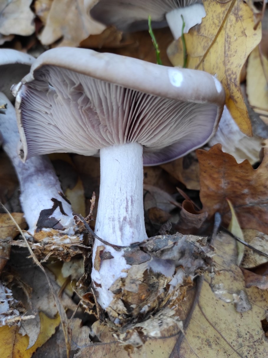 Паутинник бело-фиолетовый