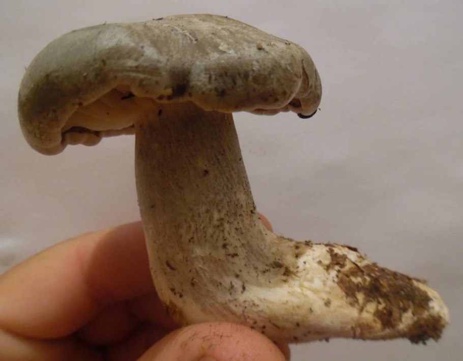 Рядовка мыльная ножка