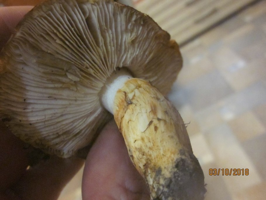 Cortinarius eucaeruleus