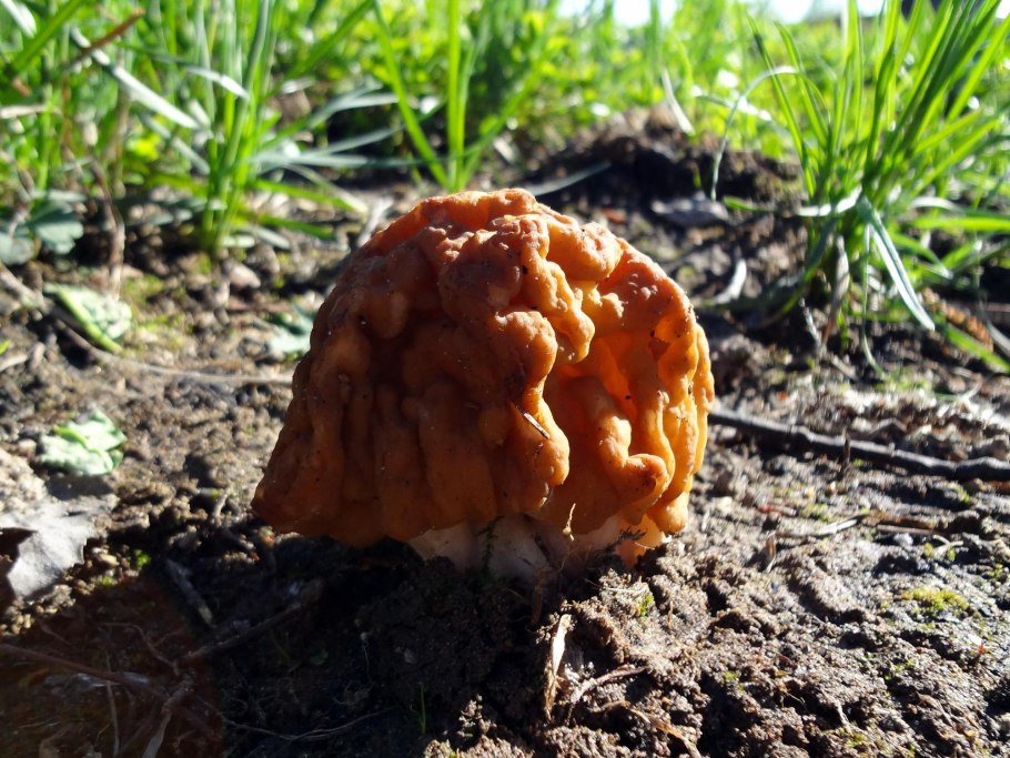 Гриб сморчок гигантский