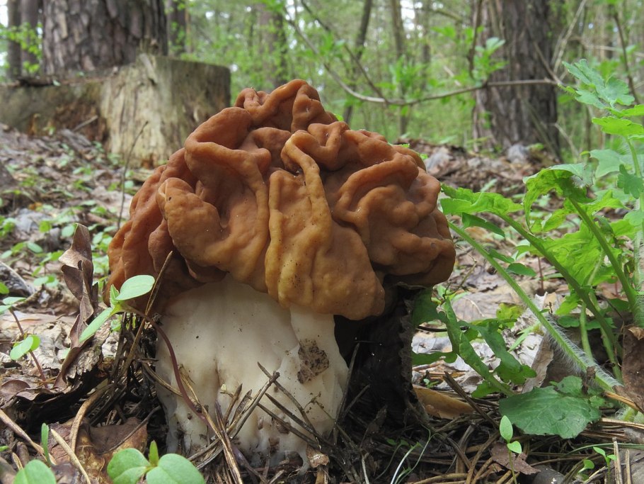 Строчок и сморчок обыкновенный