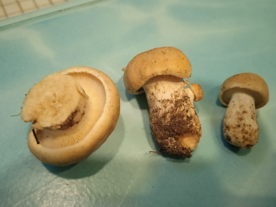 Определить гриб по