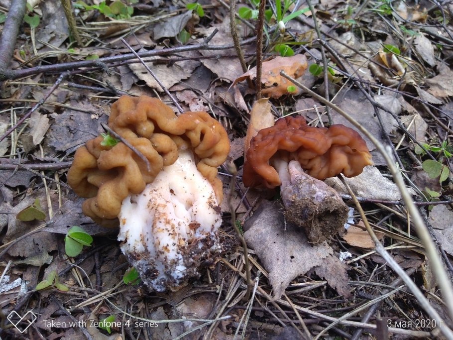 Осенние сморчки и строчки