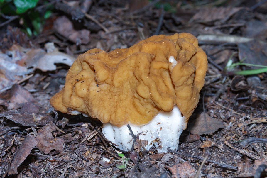 Gyromitra содержат