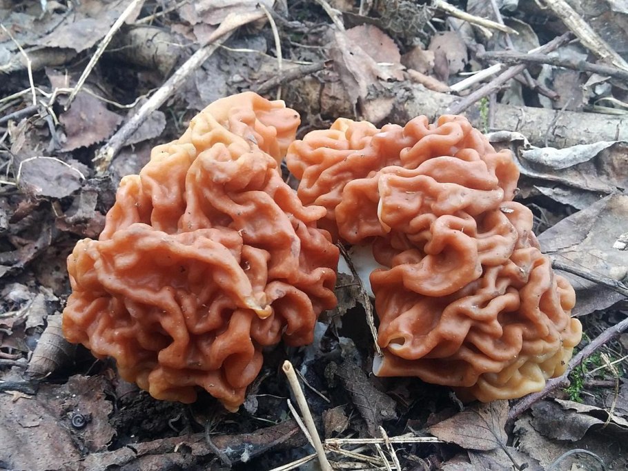 Ложные сморчки вида Gyromitra esculenta