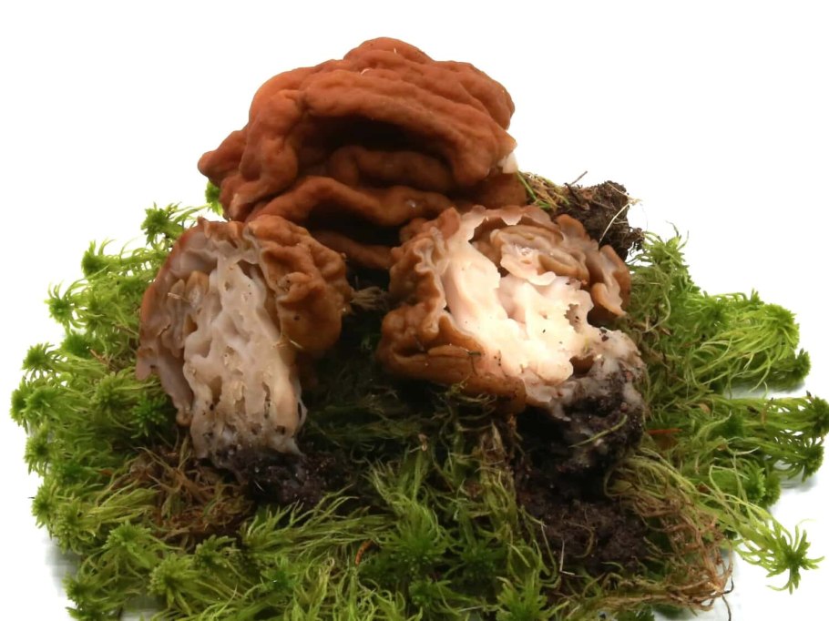 Строчок гигантский и обыкновенный