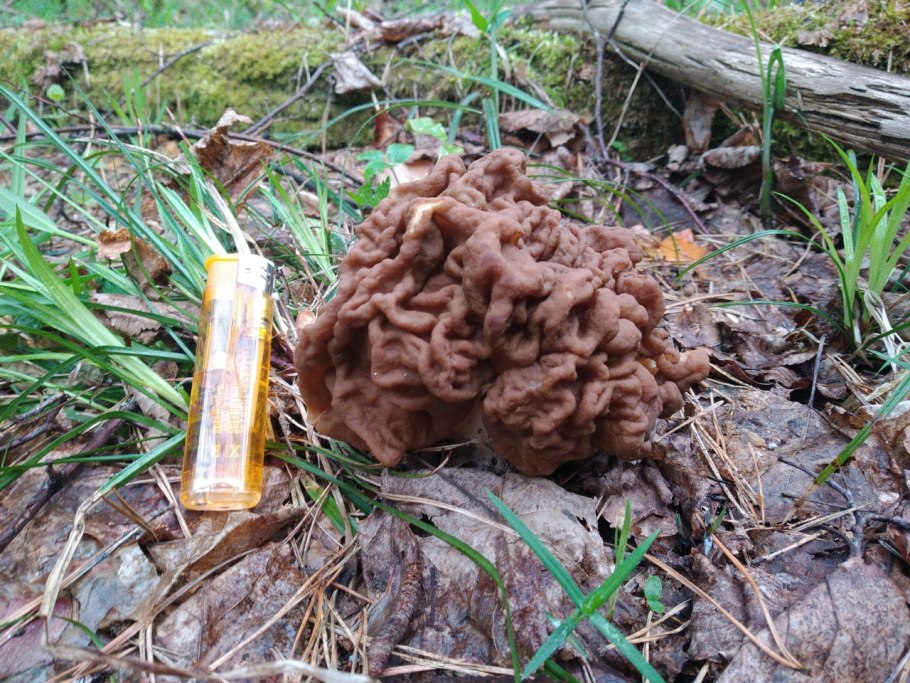 5. Строчок обыкновенный – Gyromitra esculenta