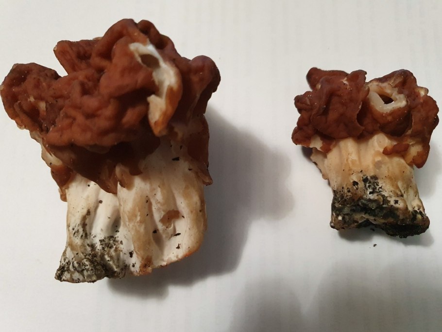 Гриб сморчок гигантский