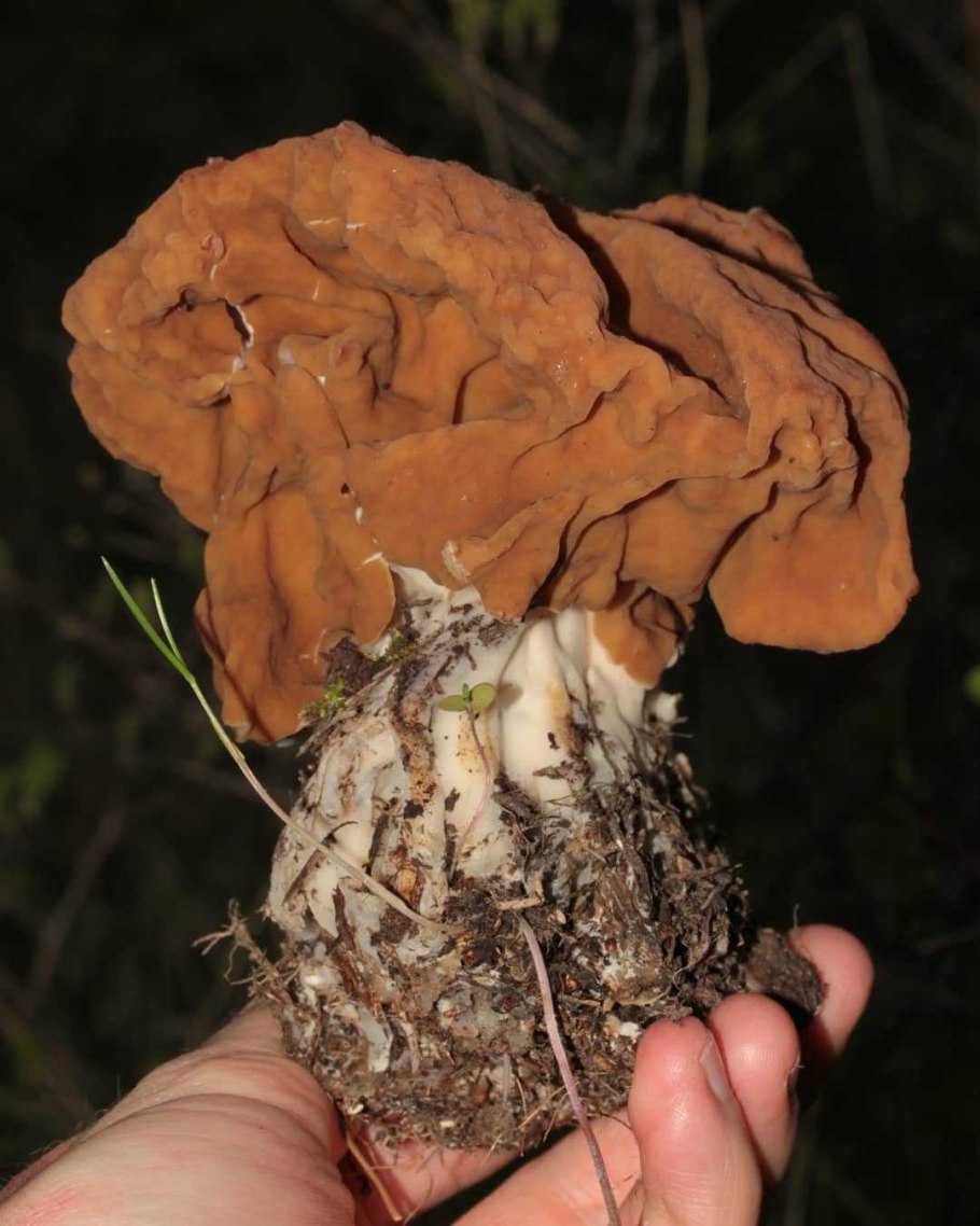 Сморчок и строчок