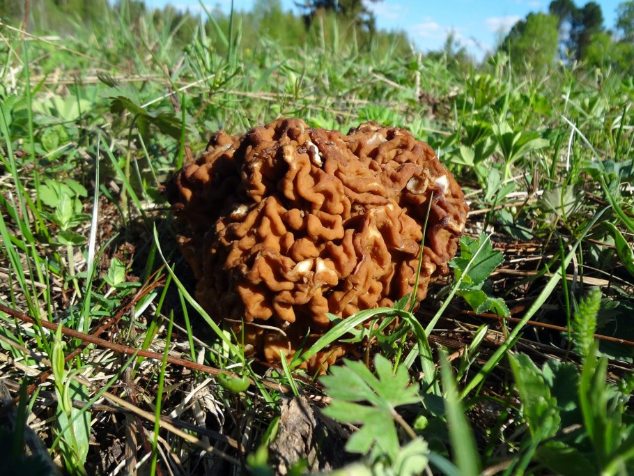 Сморчок и строчок