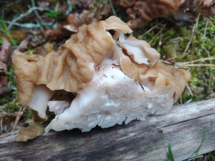 Грибы в Подмосковье сморчки и строчки